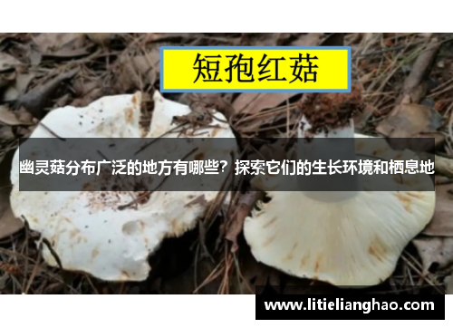 幽灵菇分布广泛的地方有哪些？探索它们的生长环境和栖息地